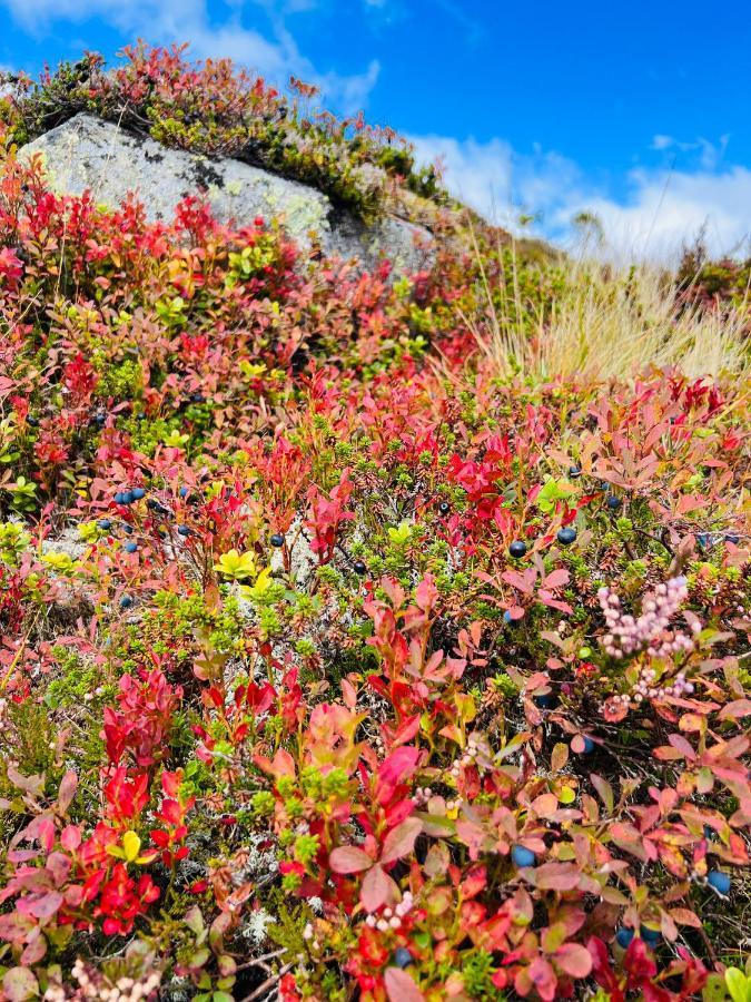 Flott Leilighet Pa Haugen I Sirdal Tjorhom Kültér fotó