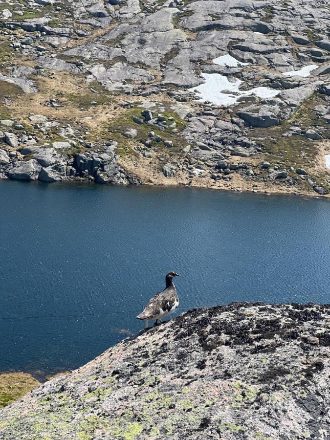 Flott Leilighet Pa Haugen I Sirdal Tjorhom Kültér fotó
